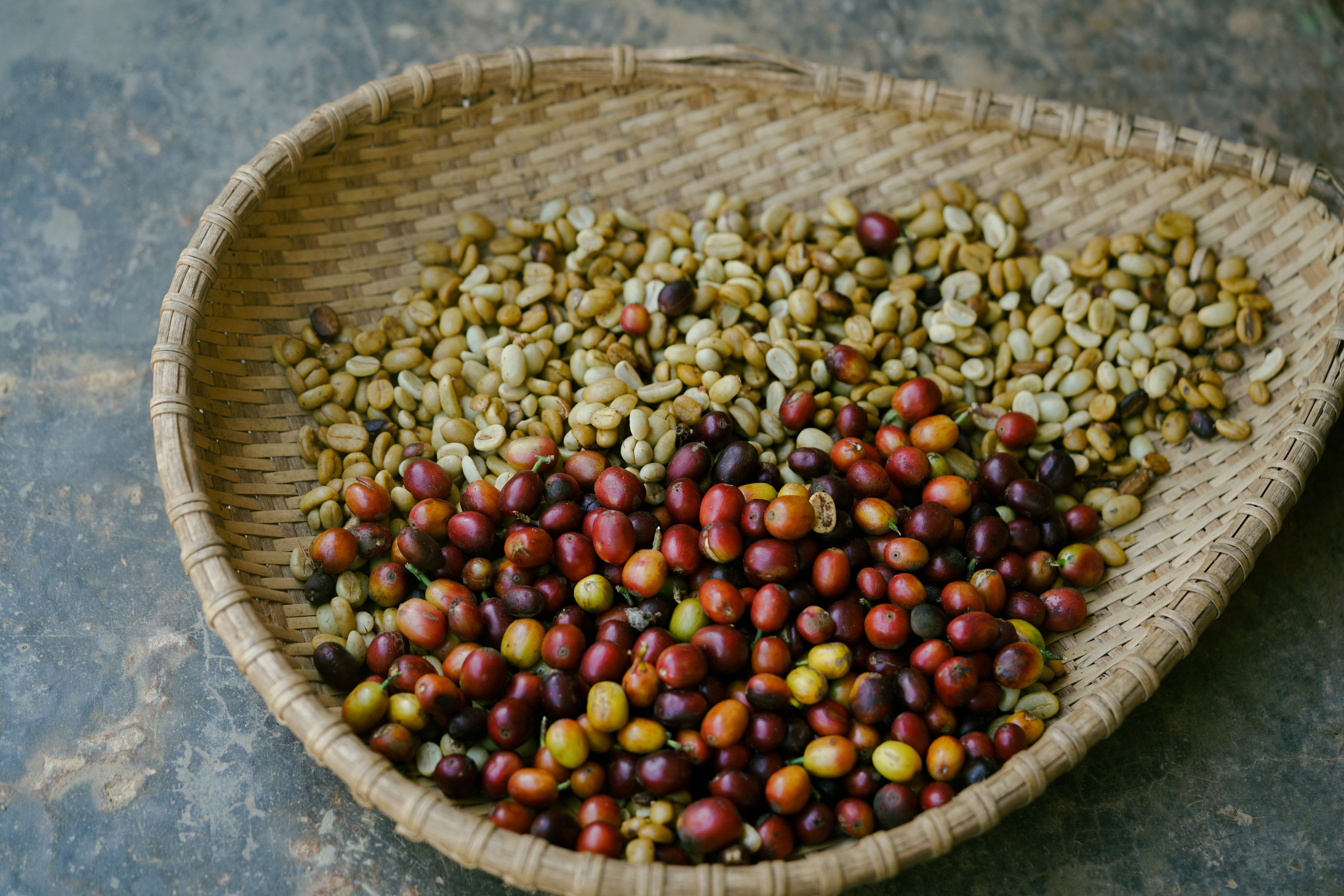 Ugandan coffee plantation